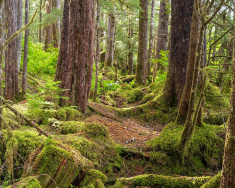 Why Trump’s plan to rescind the Roadless Rule protecting national forests will struggle in court