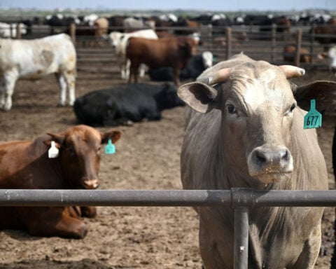 Trump says he will look at beef processing regulations, as farmers fight tariff plan