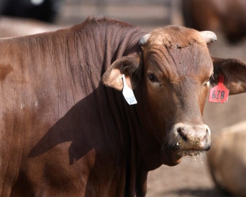 Trump signs order expanding imports to lower 'unreasonably' high beef prices