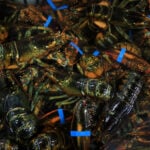 Canada excludes US seafood from retaliatory tariffs