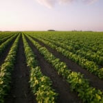 Why the US-Canada trade war could change how American farmers grow their crops for years