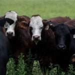 Trump says he’ll make it easier for ranchers to process their own food after blowback over his beef policies