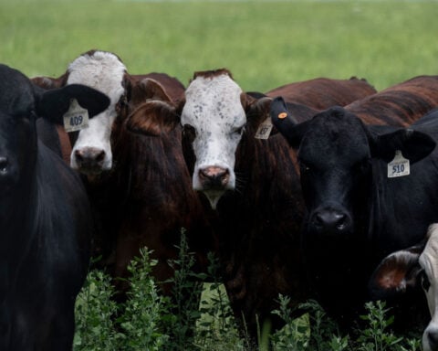 Trump says he’ll make it easier for ranchers to process their own food after blowback over his beef policies