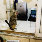 Even Cuba's stray cats are feeling the heat as crisis deepens