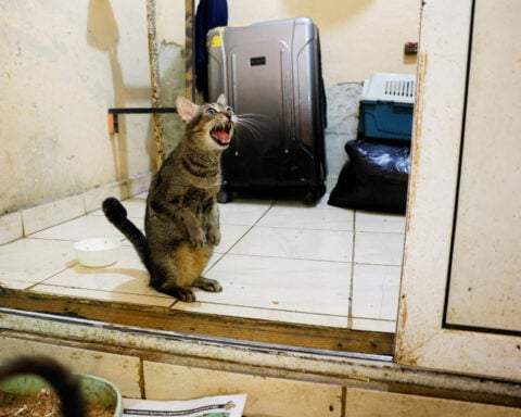 Even Cuba's stray cats are feeling the heat as crisis deepens