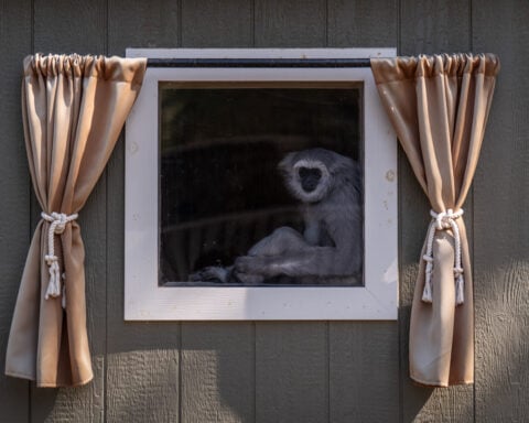How a sanctuary outside LA has cared for rare, endangered gibbons for a half-century