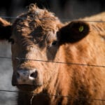 Argentina beef exports to US face test from Trump proposal