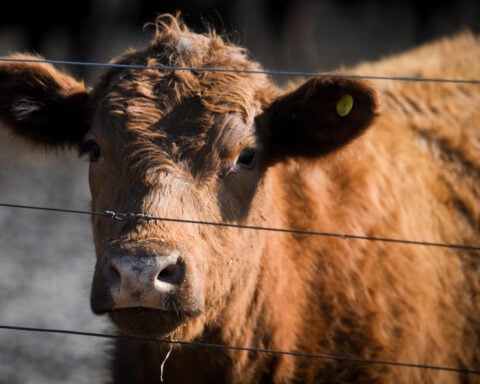 Argentina beef exports to US face test from Trump proposal