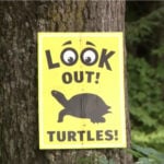 Man fined $620 for turtle deaths 1st to be convicted under new law