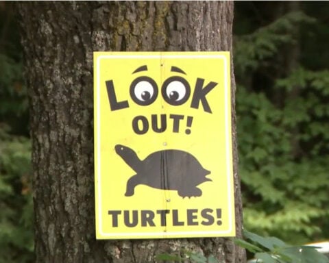 Man fined $620 for turtle deaths 1st to be convicted under new law