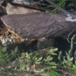 Woman dies after tree falls on camper during severe storms