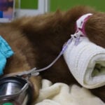 Orphaned bear cub treated for beanbag round wound