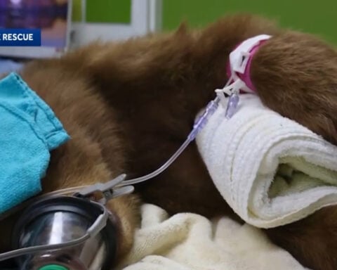 Orphaned bear cub treated for beanbag round wound