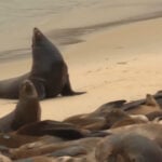 Surge in sick sea lions prompts investigation
