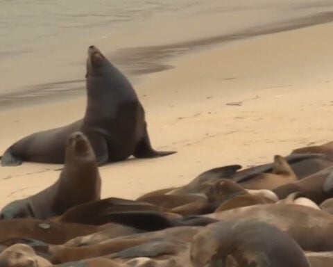 Surge in sick sea lions prompts investigation