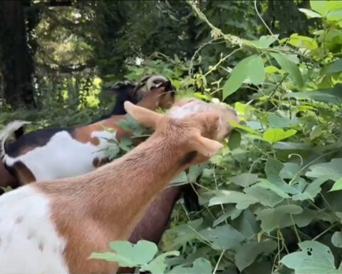 Hungry goats help reveal past at historic African American cemetery in College Park