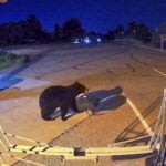 Hungry bears wander into US West homes, shops in record numbers
