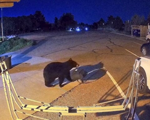 Hungry bears wander into US West homes, shops in record numbers