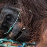 Orangutan rescued from fire zone in Indonesia's Borneo, battles respiratory illness