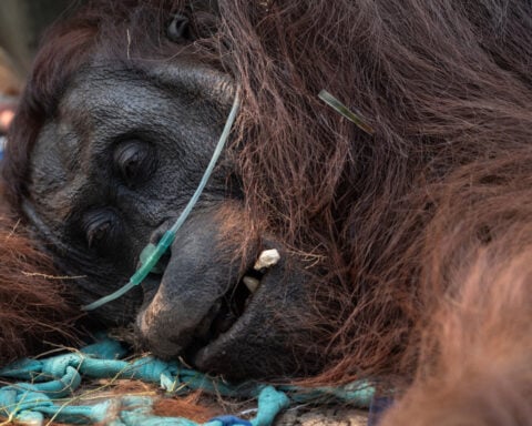 Orangutan rescued from fire zone in Indonesia's Borneo, battles respiratory illness