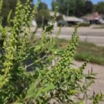 What is ragweed? And why does it cause allergies in the late summer?