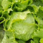 Is it safe to eat lettuce yet? What to know as cyclosporiasis outbreak lingers