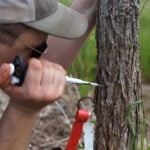 A new generation of elm trees could be equipped to beat the disease that killed the parents