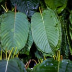 DEA temporarily puts 3 kratom-related compounds in same class as heroin and LSD