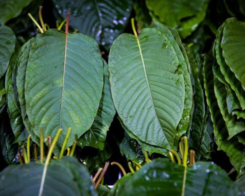 DEA makes kratom-related compounds Schedule I substances on an emergency basis