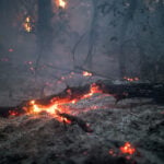 In Serbia's scorched dunes, foresters plan for an even hotter future