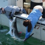 Researchers catch sharks off NY's Hamptons, attach trackers to toothy predators