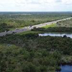 Alligator on Central Florida highway causes chain-reaction crash, leaving woman dead