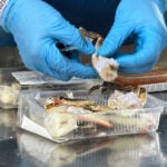 Italians enter uneasy truce with invasive blue crabs, exporting crustaceans they won't eat