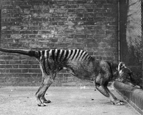 Tasmanian tiger skull shows it was different than any living mammal