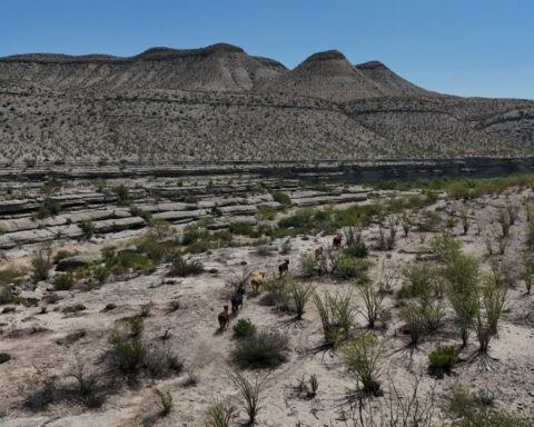 Horse smuggling exposes cracks in US defenses against screwworm