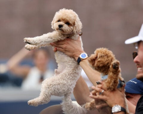 Tennis-Players find comfort and companionship with canines on tour