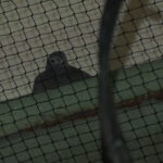 Underpass netting to deter pigeons is putting birds at risk, New York wildlife advocates say