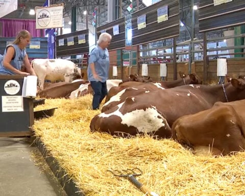 What happens behind the scenes in the Minnesota State Fair's livestock barns?