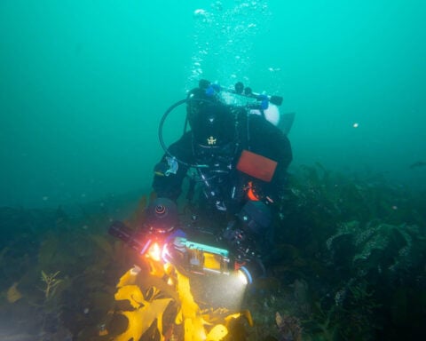 'Slumping' South Korean corals worry divers, scientists studying climate change