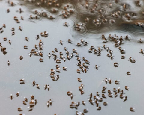 Bangladesh dengue outbreak accelerates as hospitals come under strain