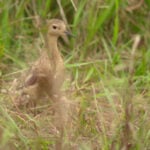 Rare bird released back into wild after treatment at Minnesota rehab center