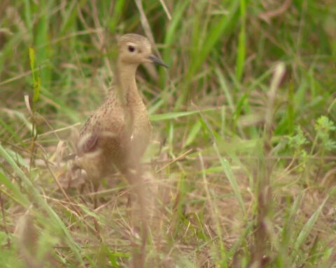 Rare bird released back into wild after treatment at Minnesota rehab center