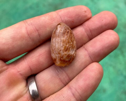 Earliest known drug use may have trapped prehistoric foragers in a ‘vicious cycle’