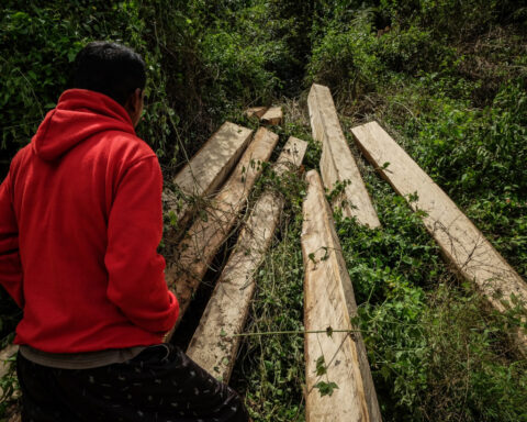Japan’s biomass energy boom threatens further deforestation in Indonesia