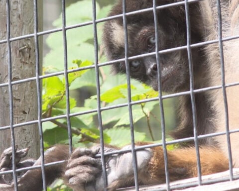 Meet Elvis: One of the oldest spider monkeys in the world, living at Zoo Boise