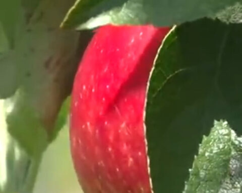 Linvilla Orchards adapts after spring freeze wipes out 90% of apple crop