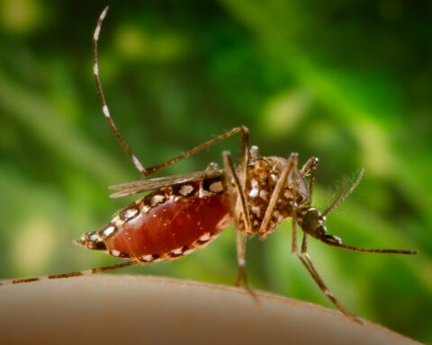 Dengue-carrying mosquitoes expand their reach into new territories – including Florida