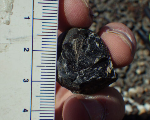 Some birds survived the asteroid that wiped out dinosaurs. A fossilized poop can help explain why