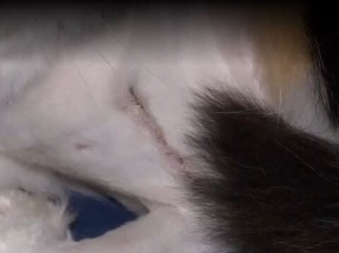 Family questions if cat was shot by suspected serial animal shooter