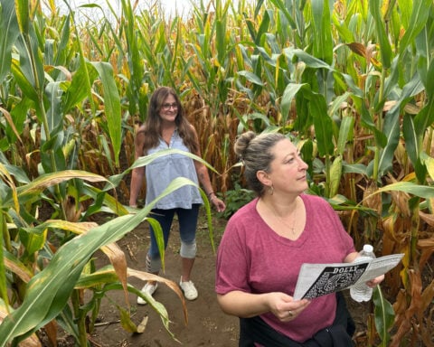 Aw shucks: Dolly Parton corn mazes crop up in fields nationwide